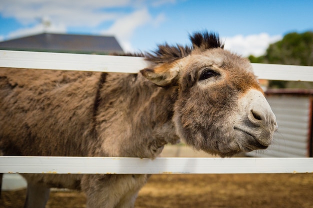 Closeup shot of a brown donkey