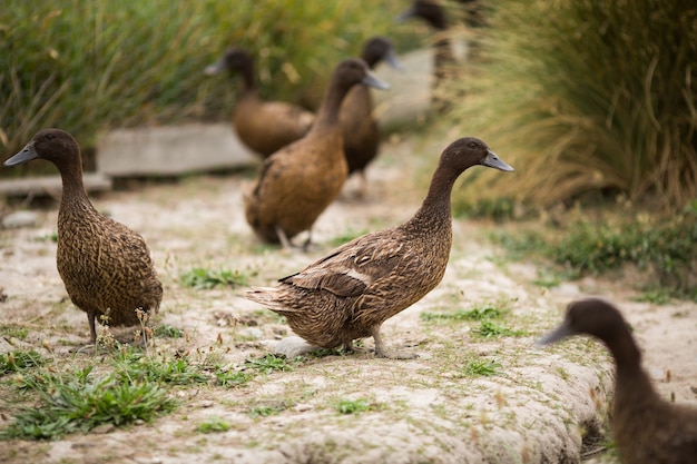 Closeup shot of brown ducks walking on the shore next to green plants during daylight