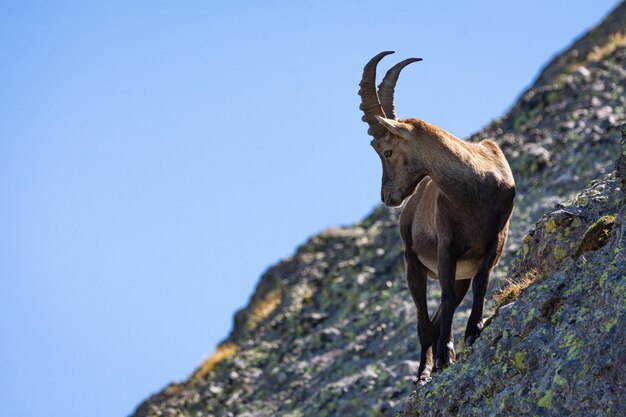 Closeup shot of a brown feral goat with beautiful horns standing on the mossy rock