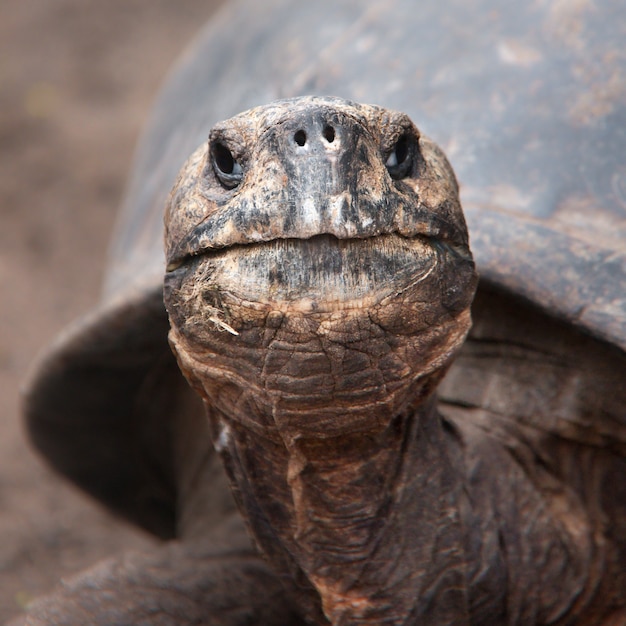 Closeup shot of a brown Galapagos tortoise