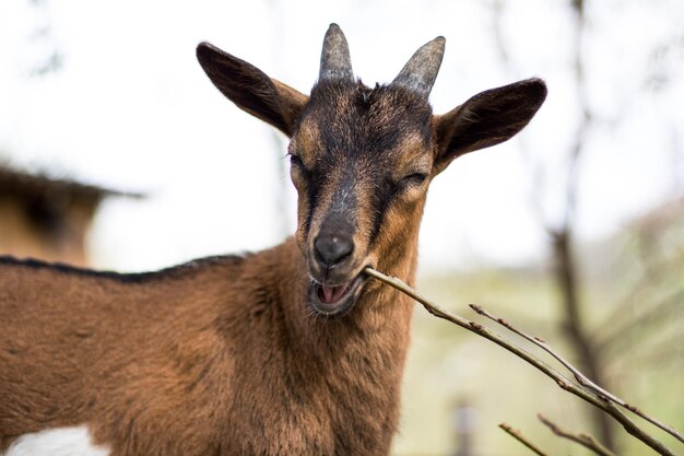 Closeup shot of a brown goat biting a stick