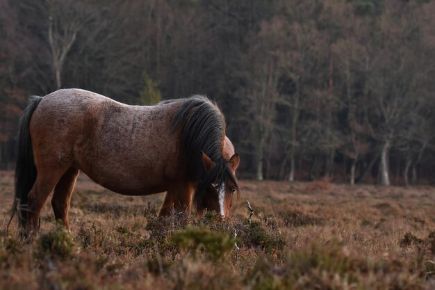 Closeup shot of a brown horse grazing in a pasture