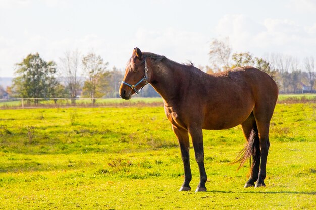 緑の野原に立っている茶色の馬のクローズアップショット