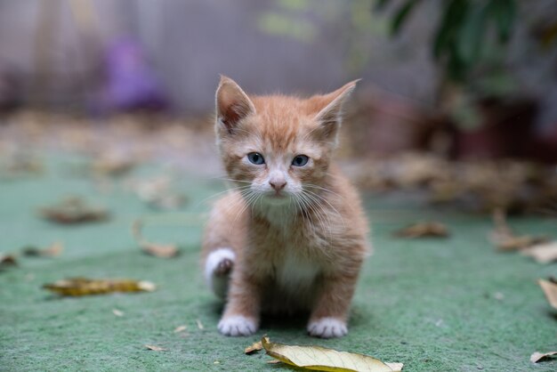 Closeup shot of a brown kitten on the ground