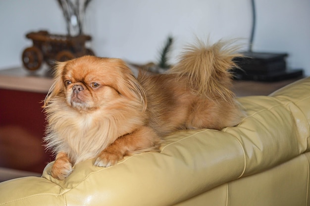 ソファに横たわっている茶色のライオンの犬のクローズアップショット