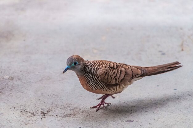 バンコクアジアのコンクリートの地面を歩いている茶色の鳩のクローズアップショット