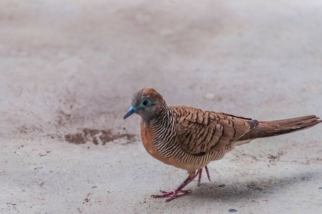 バンコクアジアのコンクリートの地面を歩いている茶色の鳩のクローズアップショット