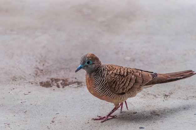 Closeup shot of a brown pigeon walking on concrete ground in Bangkok Asia