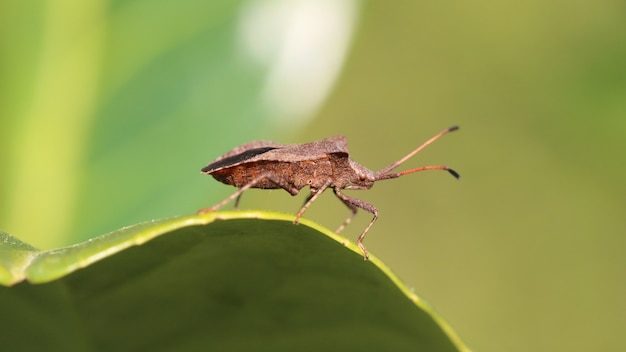 Closeup shot of a brown shield bug on the leaf