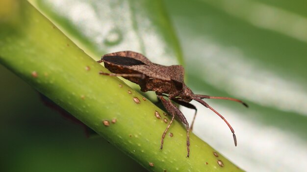 Closeup shot of a brown shield bug on the stem