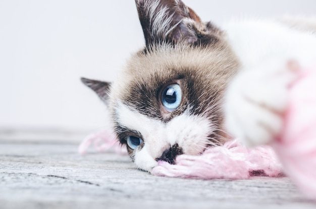 Снимок крупным планом коричнево-белой морды милой голубоглазой кошки, лежащей на шерстяных нитях