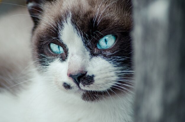 귀여운 파란 눈 고양이의 갈색과 흰색 얼굴의 근접 촬영 샷