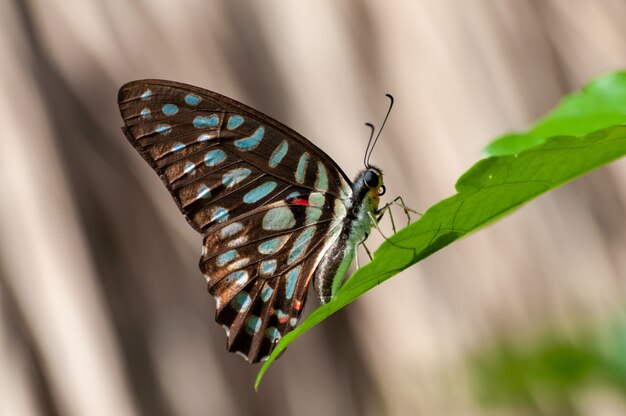 Closeup shot of a brush-footed butterfly on a green plant