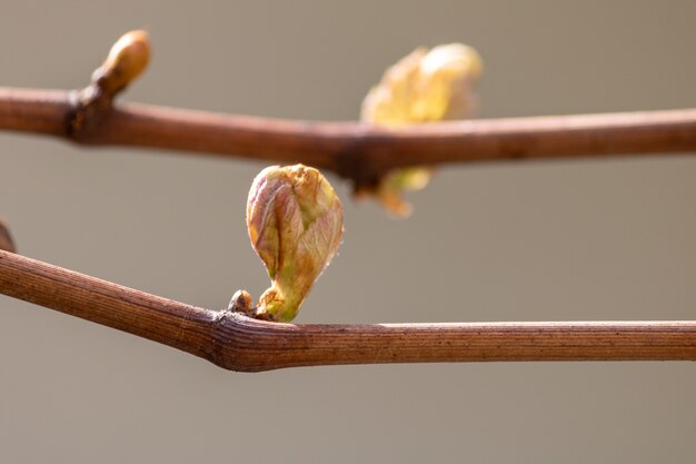 Closeup shot of buds on tree branches almost ready to bloom