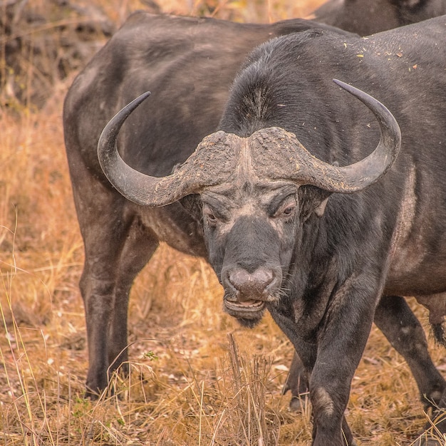 Closeup shot of a bufalloin  dry field