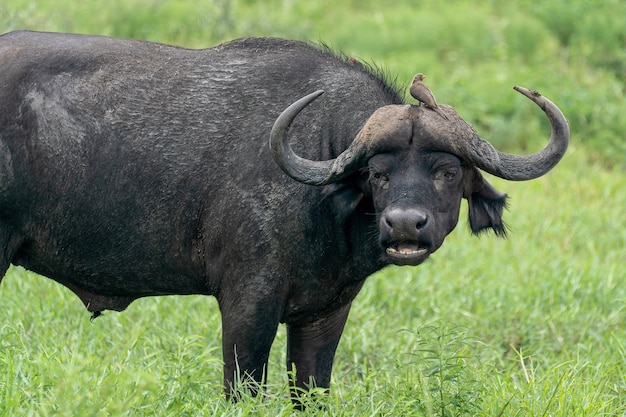 Closeup shot of a buffalo and a tiny bird sitting on its head in a field during daylight