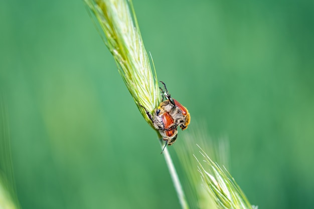 Closeup shot of a bug on the wheatgrass in the forest