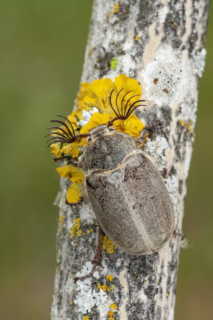 Крупным планом снимок жука с несколькими антеннами на дереве