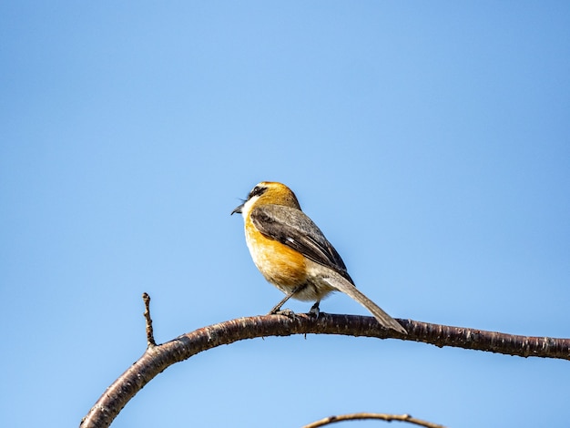 Closeup shot of a Bull-headed Shrike perched on a branch