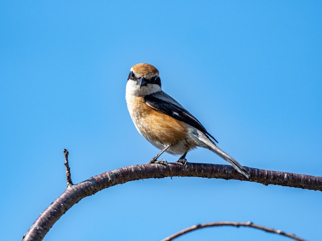 Closeup shot of a bull-headed shrike perched on a branch