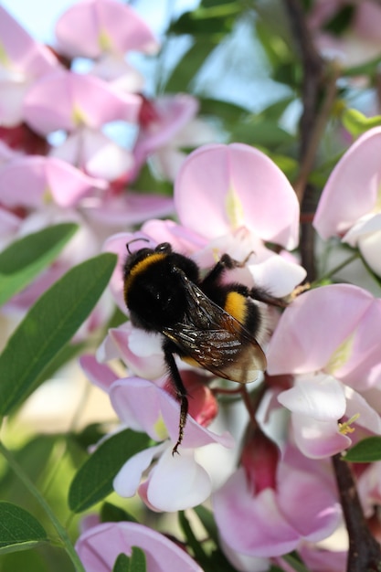 アカシアの花に花粉を集めるマルハナバチのクローズアップショット