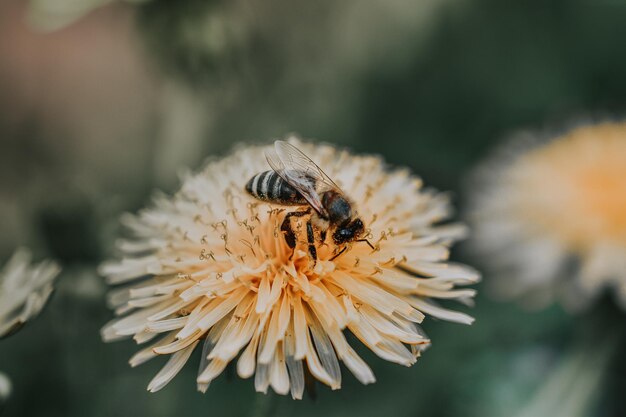 Closeup shot of a bumblebee collecting pollen on yellow chrysanthemum