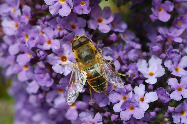 Closeup shot of a bumblebee sitting on a lilac flower