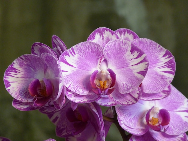 Closeup shot of a bunch of beautiful pink and white orchids