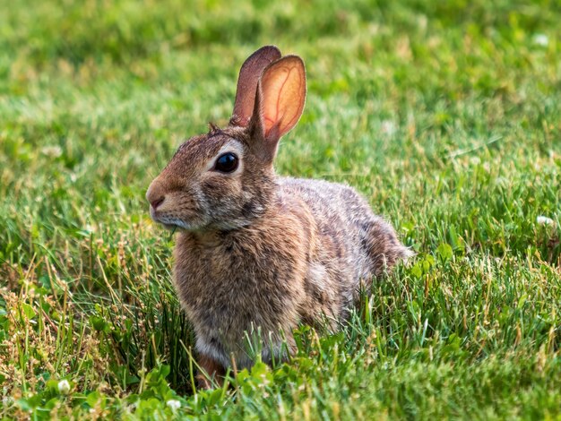 Снимок крупным планом кролика с коричневым мехом, лежащего в траве