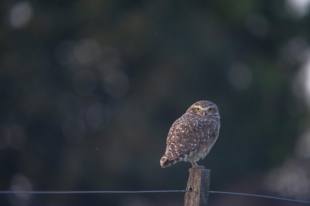 Closeup shot of a burrowing owl standing on a wooden post looking at the camera