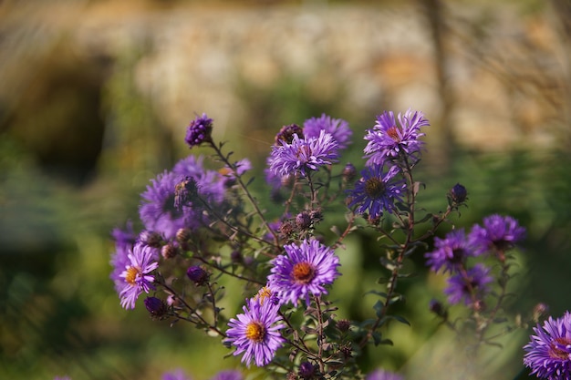 Closeup shot of a bush of purple New England aster flowers
