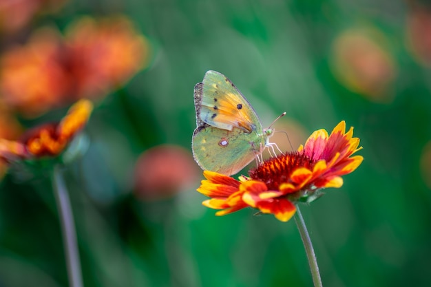 Closeup shot of a butterfly on a beautiful red flower on blurred