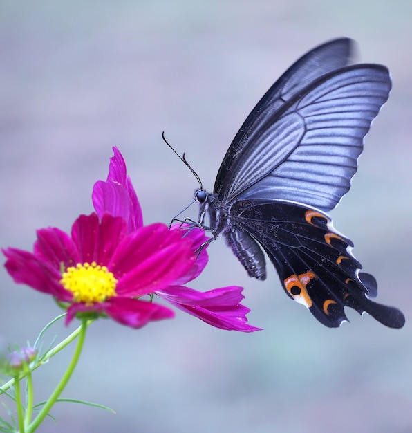Closeup shot of a butterfly on a bright pink flower 