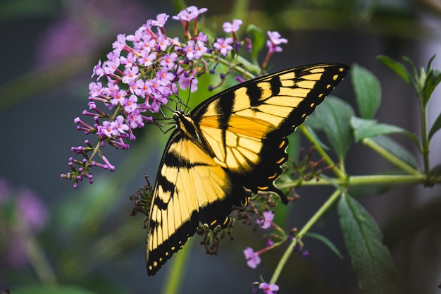 Closeup shot of a butterfly on purple flowers