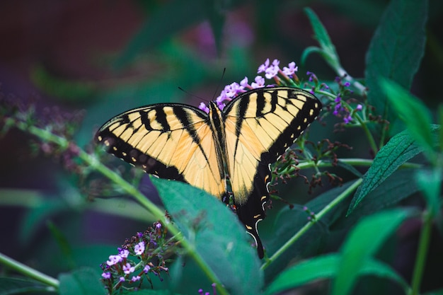 Closeup shot of a butterfly on purple flowers