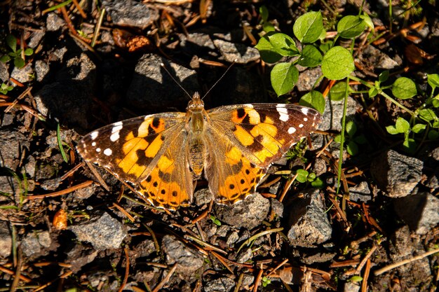 Closeup shot of a butterfly sitting on several small rocks next to a green leaf