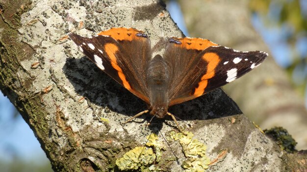 Снимок крупным планом бабочки, сидящей на ветке дерева