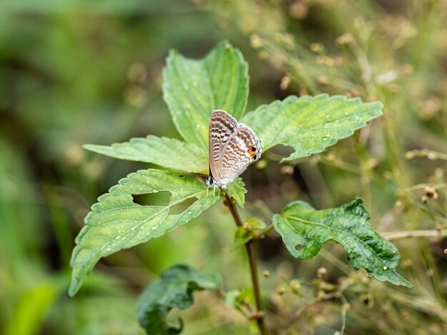 Free photo closeup shot of a butterfly with beautiful and unique wings on a plant leaf