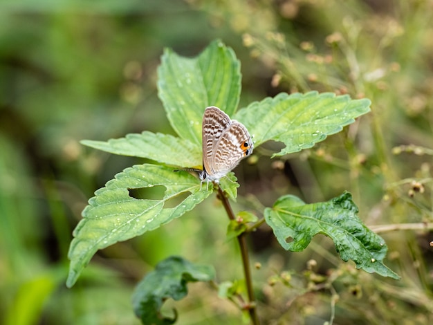 Closeup shot of a butterfly with beautiful and unique wings on a plant leaf
