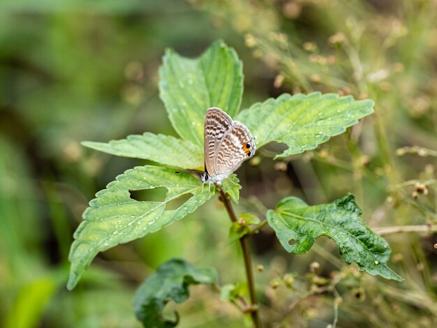 식물 잎에 아름답고 독특한 날개를 가진 나비의 근접 촬영 샷
