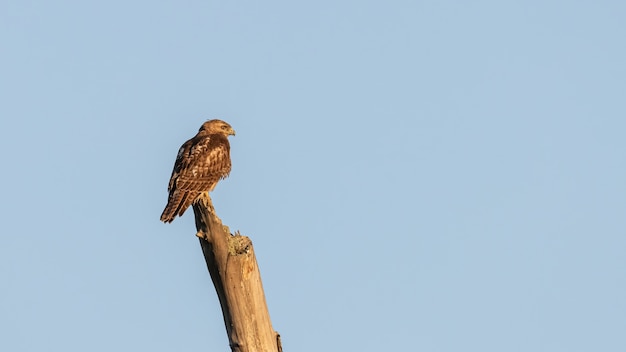 Closeup shot of a buzzard perched on a log on blue sky background
