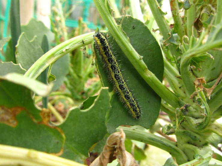 Free Photo closeup shot of a cabbage white butterfly caterpillar eating leaves