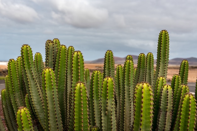 Foto gratuita primo piano di piante di cactus nel giardino del museo del queso majorero ad antigua, spagna