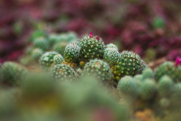 Closeup shot of cactus plants
