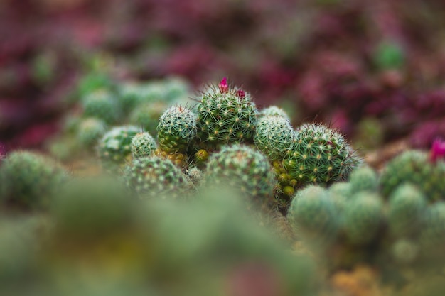 Closeup shot of cactus plants