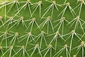 Free photo closeup shot of cactus spines