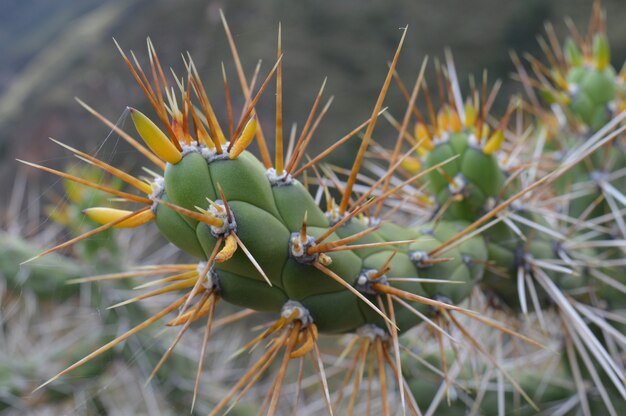 Снимок крупным планом кактуса с большими шипами