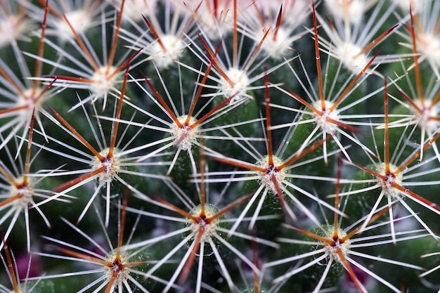 Foto gratuita colpo del primo piano di un cactus con aghi durante il giorno