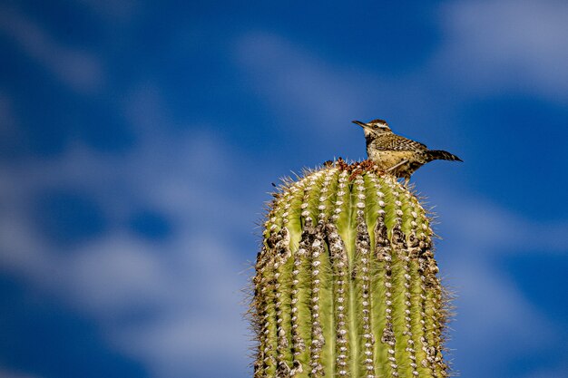 Closeup shot of a Cactus wren bird perched on the top of a Saguaro cactus pla