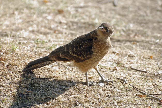 Closeup shot of a calidrid